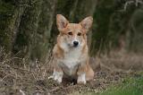 CORGI PEMBROKE 1420